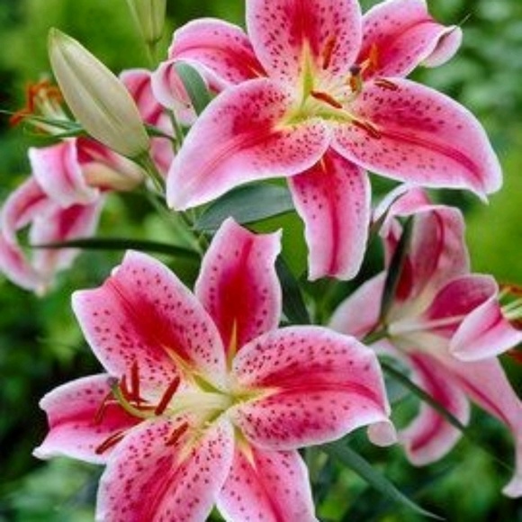 Meet your Posher, Yeraldy - Picture 1 of 1